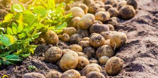 Producătorii de cartofi trebuie să depună cererile pentru ajutorul de minimis, la Direcția Agricolă, până pe 15 iulie