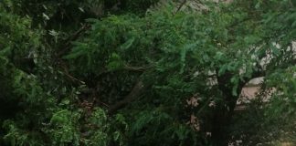 ULTIMA ORĂ Copac doborât de furtună, în Focșani