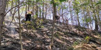 FOTO Incendiul de la Bârsești a fost lichidat. Au ars sute de arbori