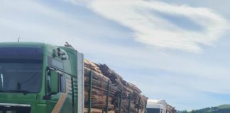 Dosare penale pentru cei care transportau lemne cu mult peste cantitatea scrisă în aviz