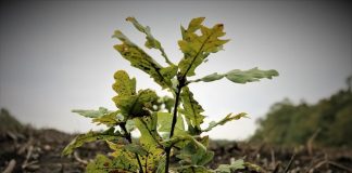 500 de milioane de euro de la UE pentru împăduriri în România