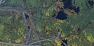 Mac, mac în copac. Pompierii, chemați să salveze un rățoi care s-a crezut vultur