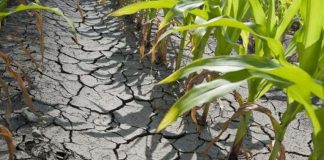 Culturile agricole, afectate de secetă/ Mii de hectare din Vrancea, calamitate în proporție de 40-80%