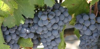 Ajutor de minimis și pentru producătorii de struguri de masă