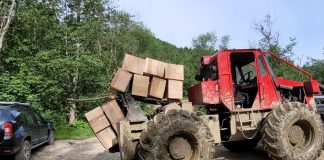 Protejarea insectelor saproxilice, în Munții Vrancei, cu taf-ul