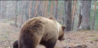 VIDEO Mama și copiii, varianta de urs, în Munții Vrancei