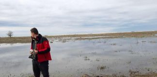 Trei organizaţii de mediu se luptă într-un proiect de cercetare a ecologiei șacalului auriu