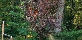 FOTO Căprioare surprinse răcorindu-se în Crângul Petrești