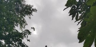 VIDEO Se taie arborii cu risc de prăbușire din Grădina Publică din Focșani