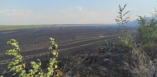 Incendiu de vegetație la Vadu Roșca