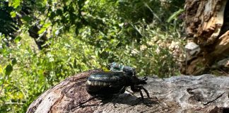 S-au stabilit câștigătorii concursului ”Insectele saproxilice și pădurea”, destinat elevilor din zona de munte