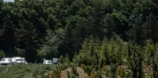 Bani mulți de la Uniunea Europeană pentru împădurire