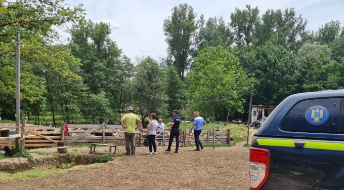 Adjud: acțiuni pentru protecția și bunăstarea animalelor