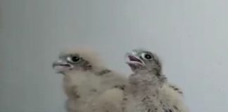 Doi pui de șoim, în grija voluntarilor de la ACDB