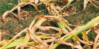 Termene prelungite pentru constatarea suprafețelor afectate de seceta pedologică