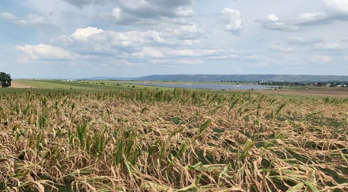 Ajutor de urgență pentru agricultorii afectați de secetă: peste 155 milioane lei alocate pentru culturile de porumb și floarea soarelui