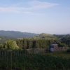vintileasca 1