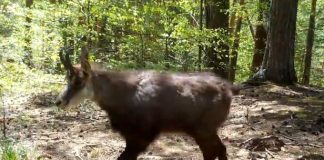 VIDEO O ”perlă” din Munții Vrancei: capra neagră