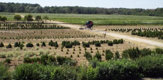 Dumbrăvița, una dintre cele mai mari pepiniere ale Romsilva