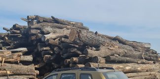 Ionică Cherciu revine la șefia Gărzii Forestiere Focșani/ Postul este în ”portofoliul” PSD