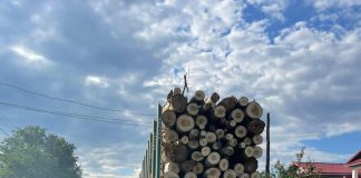 Peste 250 de mc de material lemnos, confiscat de polițiști în urma controalelor