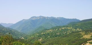 Cod galben de vânt în zonele montane