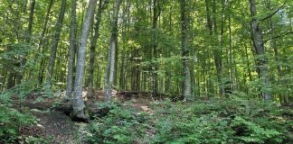 Mamă și fiică din județul Vrancea, găsite într-o pădure din județul Bacău