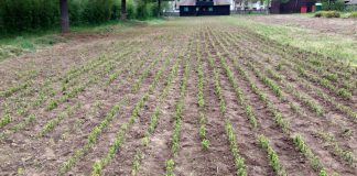 Pepiniera Țarina, din Nereju, o sursă importantă pentru activitățile de împădurire