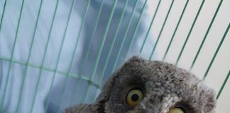 Cea mai mică pasăre răpitoare, îngrijită la Centrul de la Petrești și eliberată în mediul natural