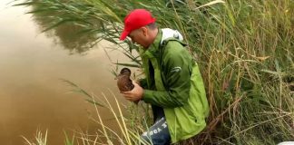 VIDEO Pui de rață sălbatică, îngrijit și eliberat în mediul natural