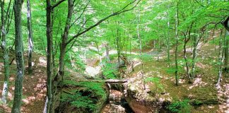 FOTO Rezervația Naturală Strâmtura Coza, un loc de poveste
