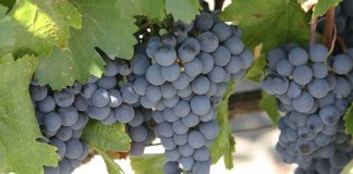 Termen prelungit pentru depunerea documentelor în Programul de susținere a producției de struguri de masă pentru anul 2022