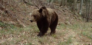 Ursul ajunge și pe la Gura Caliței