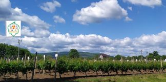 Seminar de specialitate la Stațiunea de Cercetare pentru Viticultură și Vinificație Odobești