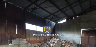Percheziții într-un dosar privind tăiere ilegală de arbori și furt de material lemnos