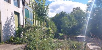 FOTO Proprietarii terenurilor cu ambrozie din zona Laminorul, amendați cu 100.000 de lei de Garda de Mediu