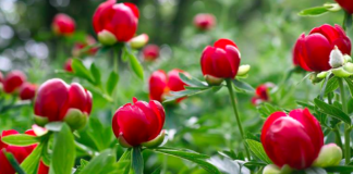 Bujorul devine în mod oficial ”Floare Națională” a României