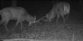 VIDEO Imagini de colecție cu cerbii din Munții Vrancei