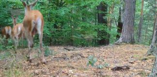 VIDEO Cerbi și ciute la plimbare, în Munții Vrancei