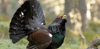 Investigatoria: Ministerul Mediului dă voie la vânarea cocoșului de munte/ Cota de recoltă din Vrancea este de 3 exemplare