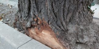 FOTO Au tăiat din copaci ca să pună borduri