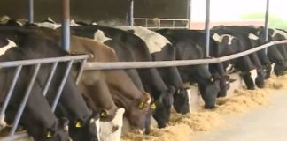 Ferme din Vrancea și alte 9 județe vor deveni ”ferme model”: investiții în tehnologizare și practici prietenoase cu mediul