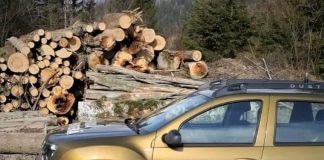 La început de noiembrie, concurs nou pentru șefia Gărzilor Forestiere Focșani, Brașov și București