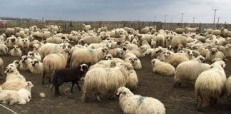 Caz cutremurător: cioban acuzat că a violat o fetiță de 11 ani, la stână