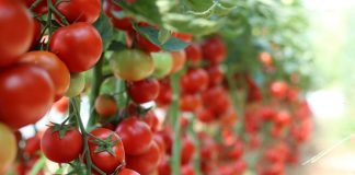 Suplimentare de fonduri pentru plata beneficiarilor Programului ”Tomata”