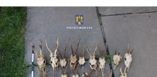 Operațiunea ”Trofeul”: 100 arme, peste 10.000 bucăți de muniție și aproape 1.500 kg carne de vânat confiscate