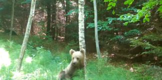 VIDEO Un urs relaxat, în Munții Vrancei