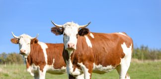 Peste 185 de mii de euro pentru crescătorii de animale