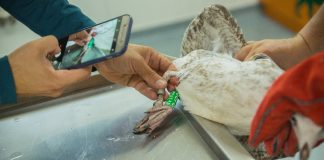 FOTO Berzele îngrijite în Centrul de reabilitare și salvare a faunei sălbatice au ajuns în Polonia