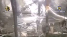 VIDEO Plantație de cannabis în comuna Vulturu. Ce au găsit oamenii legii la percheziții